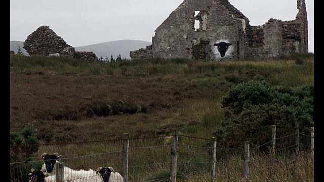 Des moutons et un mouton peint par l'artiste graffeur Oré sur une maison abandonnée, en Irlande.